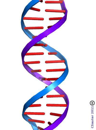 The DNA molecule.  © Claude Sauter