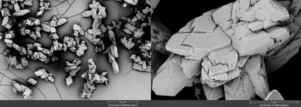 Images de microcristaux d'oxalate de calcium. © Jacelyn Bain, Kelly Lab, UW Molecular Analysis Facility, Nasa