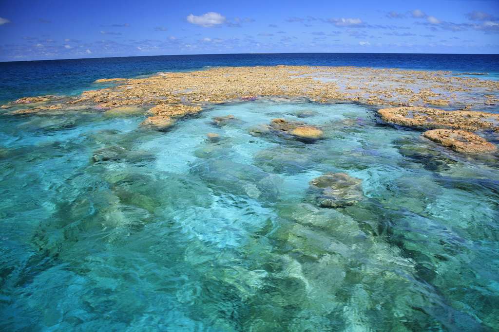 Récif de corail patate à Makemo Récif de corail patate à Makemo