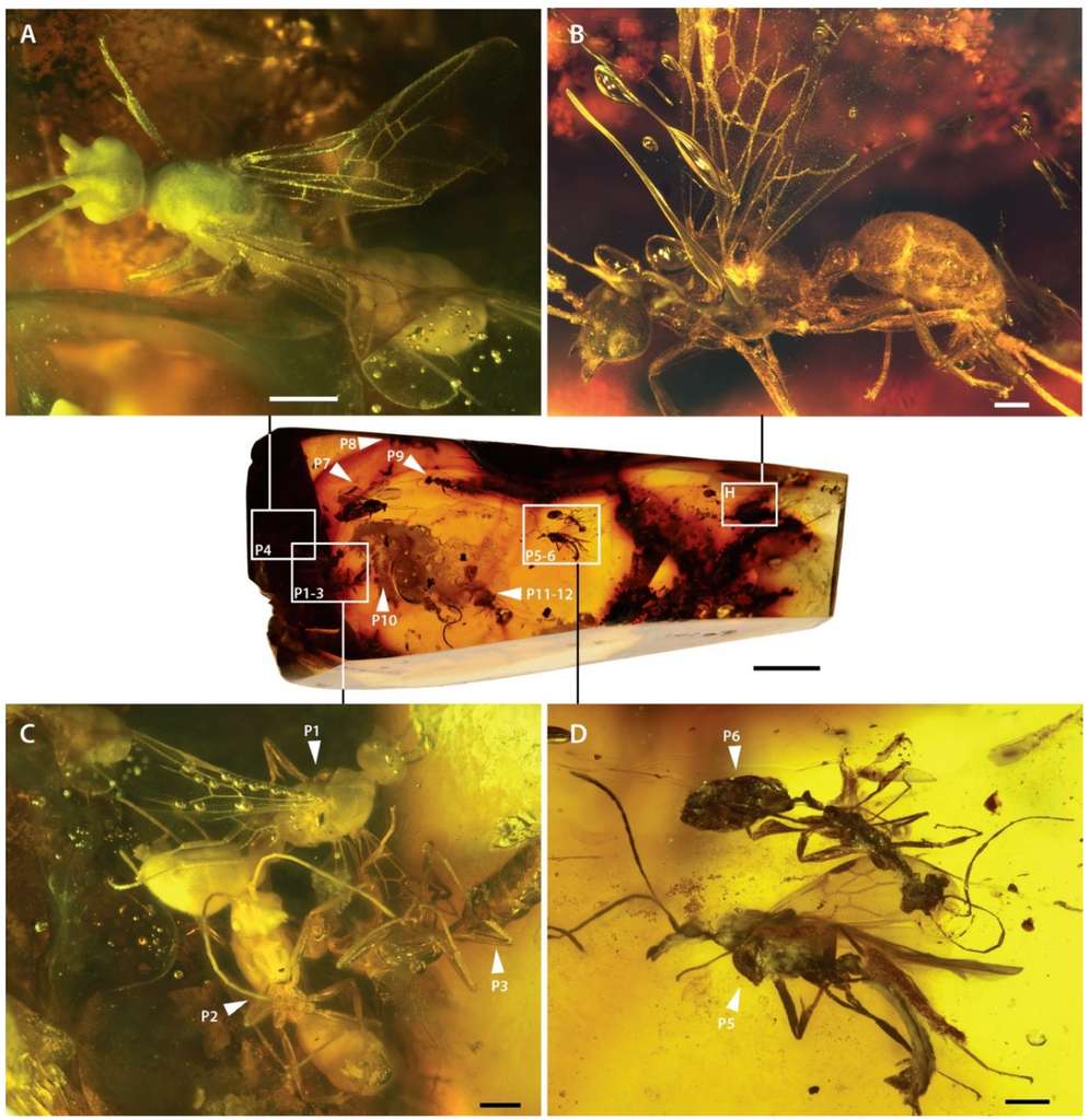 La pièce d'ambre entière de Desyopone hereon. Barres d'échelle : 0,5 mm. © Brendon E. Boudinot et al., Insects (2022)