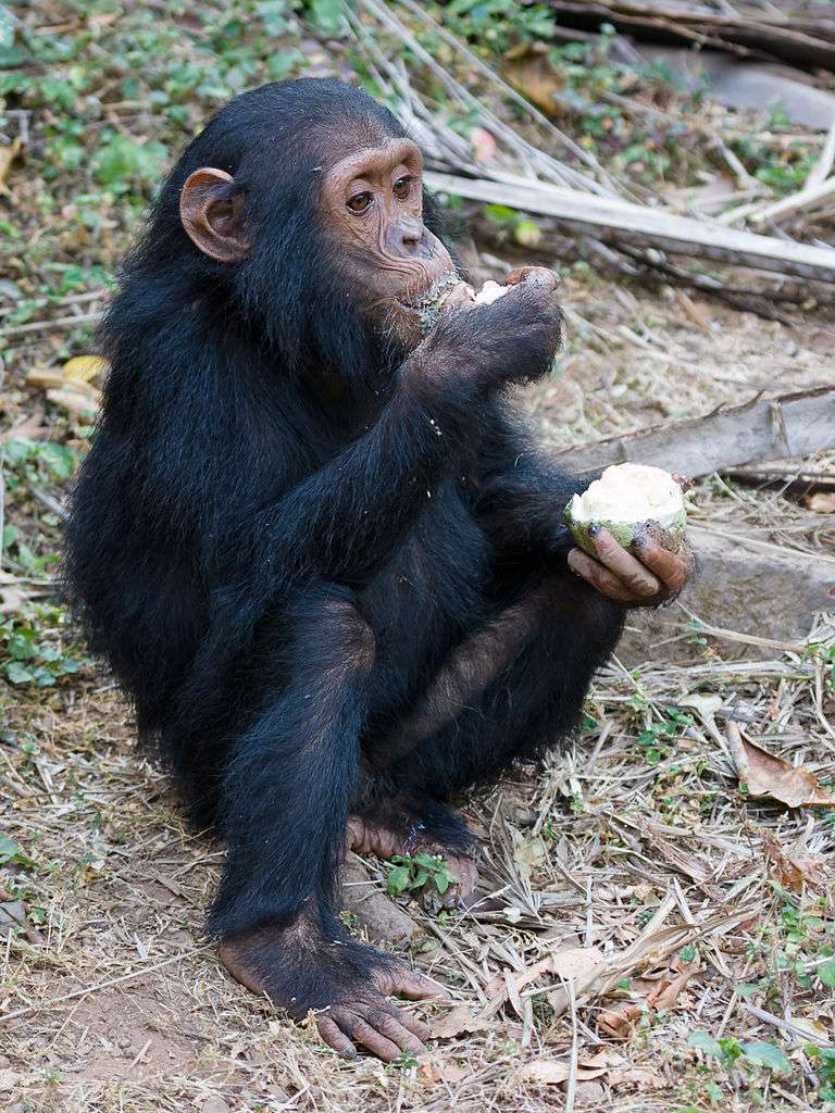 Alimentation Des Chimpanzes Dossier