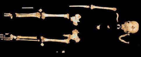 Suite à sa petite taille (environ 1 m), l'Homme de Florès Homo floresiensis a reçu le surnom de Hobbit, en référence aux célèbres personnages de J. R. R. Tolkien. © Susan Larson, université de Stony Brook