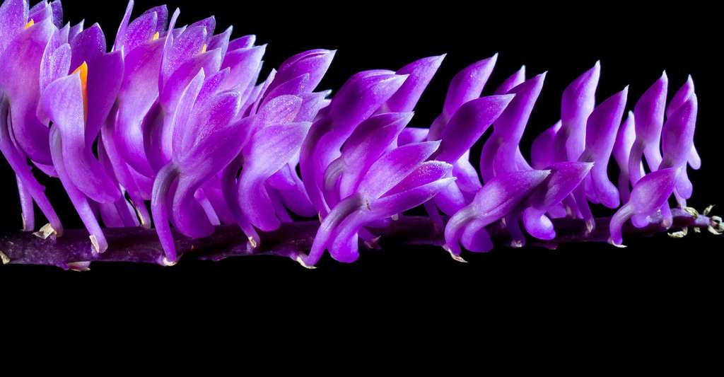 Les Secrets Des Orchidées Dossier