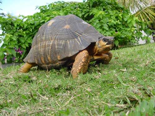 Quel avenir pour la tortue Astrochelys radiata ? © Philippe Mespoulhé - Tous droits de reproduction interdit