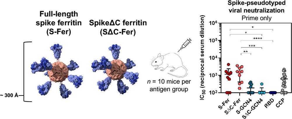 Les deux sphères fusionnées avec les deux formes de la protéine S ont été injectées à dix souris. À la suite de la première injection, ces sous-unités ont favorisé l'apparition d'anticorps neutralisants. © Abigail E. Powell et al. ACS Central Science