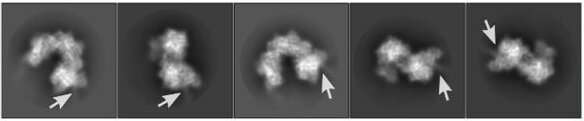 Image d'Integrate en cryo-microscopie électronique. Les flèches désignent le complexe Cascade qui scanne l'ADN. © Sternberg and Fernández Labs, Université de Columbia