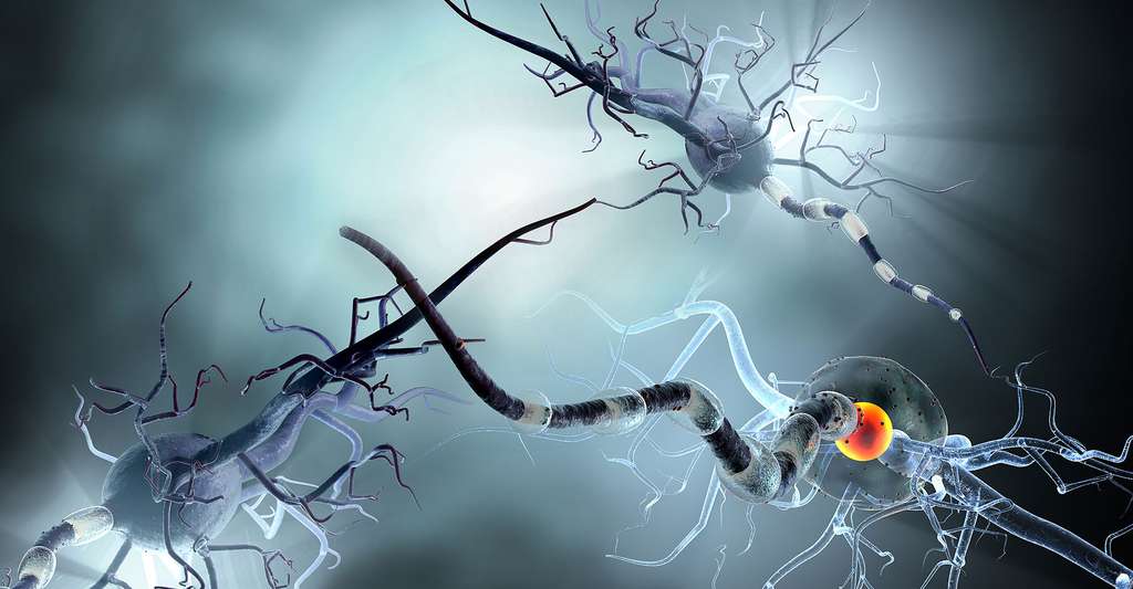 Vue en 3D de cellules nerveuses. © Ralwel, Shutterstock