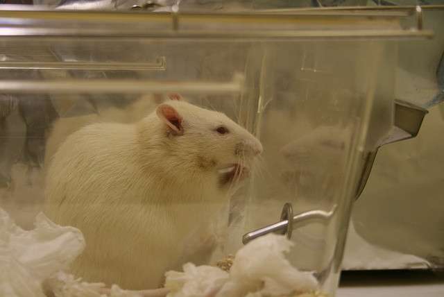 Les nanoparticules médicaments ont été testées chez des rats. © Jean-Etienne Minh-Duy Poirrier, flickr, cc by sa 2.0