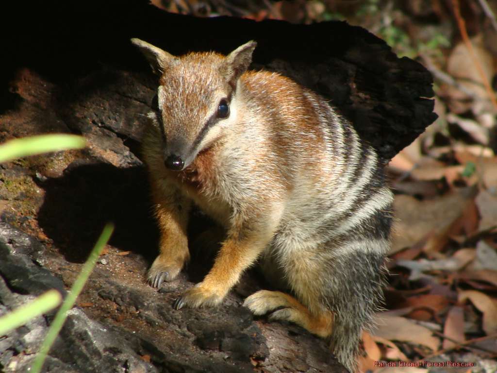 Photo | Le numbat, un animal chasseur de termites