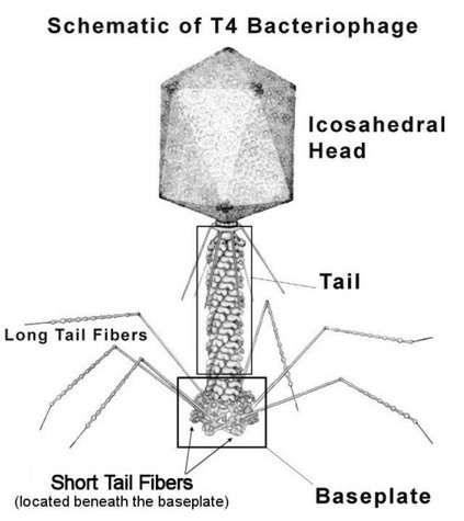 Un bactériophage, ici le T4, qui s'attaque notamment à la célèbre Escherichia coli, est composé d'une tête à facettes contenant le génome. Les pattes forment un système d'amarrage sur la bactérie. La tige, ou queue (tail sur le dessin), se contracte, pour injecter le génome viral dans la bactérie. Crédit : Petr Leiman (Purdue University) / Fred Eiserling (UCLA)