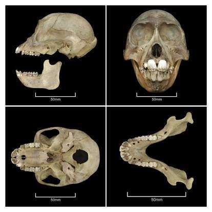 Crâne du singe Rungwecebus kipunji (Crédits : John Weinstein/The Field Museum )