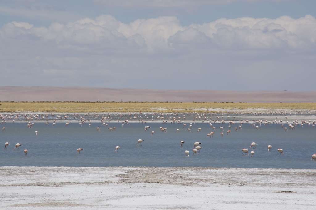 La Réserve nationale des flamants roses au milieu de l’Atacama La Réserve nationale des flamants roses au milieu de l’Atacama