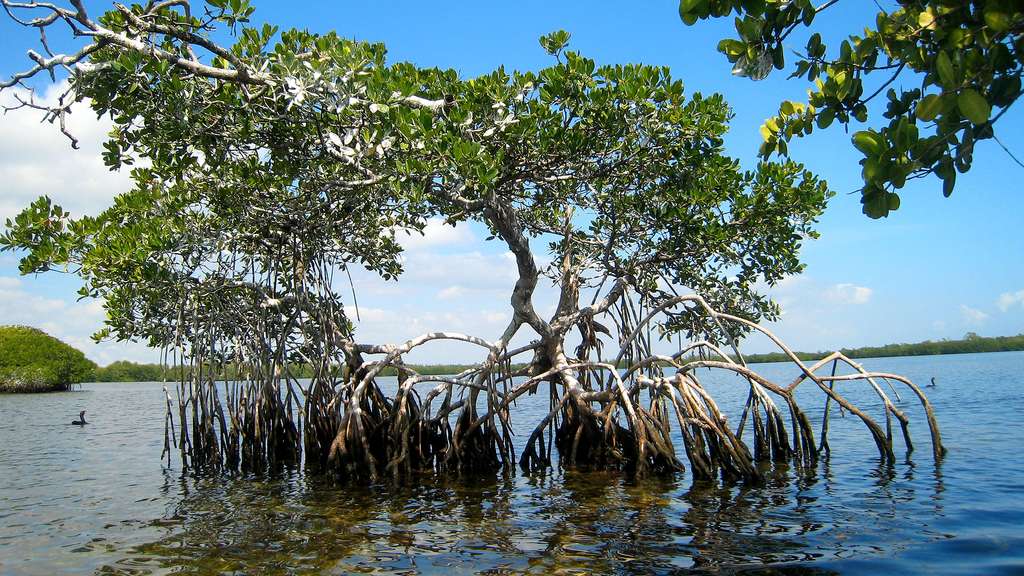 Le parc national de Biscayne et sa mangrove Le parc national de Biscayne et sa mangrove