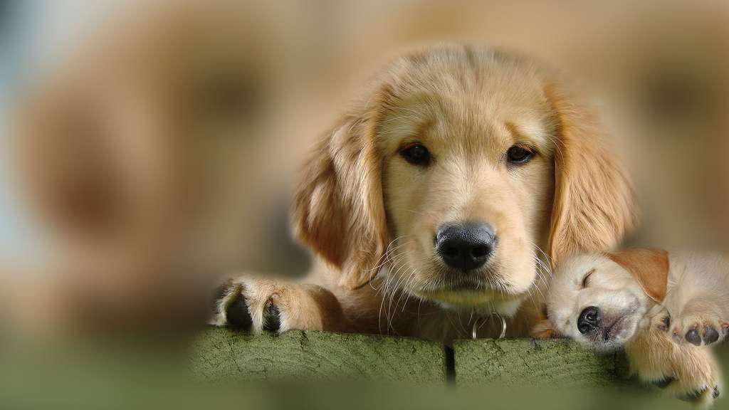 Le golden retriever, un caractère idéal Le golden retriever, un caractère idéal