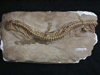 Un serpent à deux pattes découvert en Patagonie apporte un nouvel éclairage sur l'évolution (Courtesy of AP)