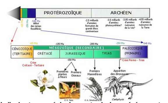 Échelle des temps géologiques et principaux événements biologiques au cours de l'ère mésozoïque. © DR 