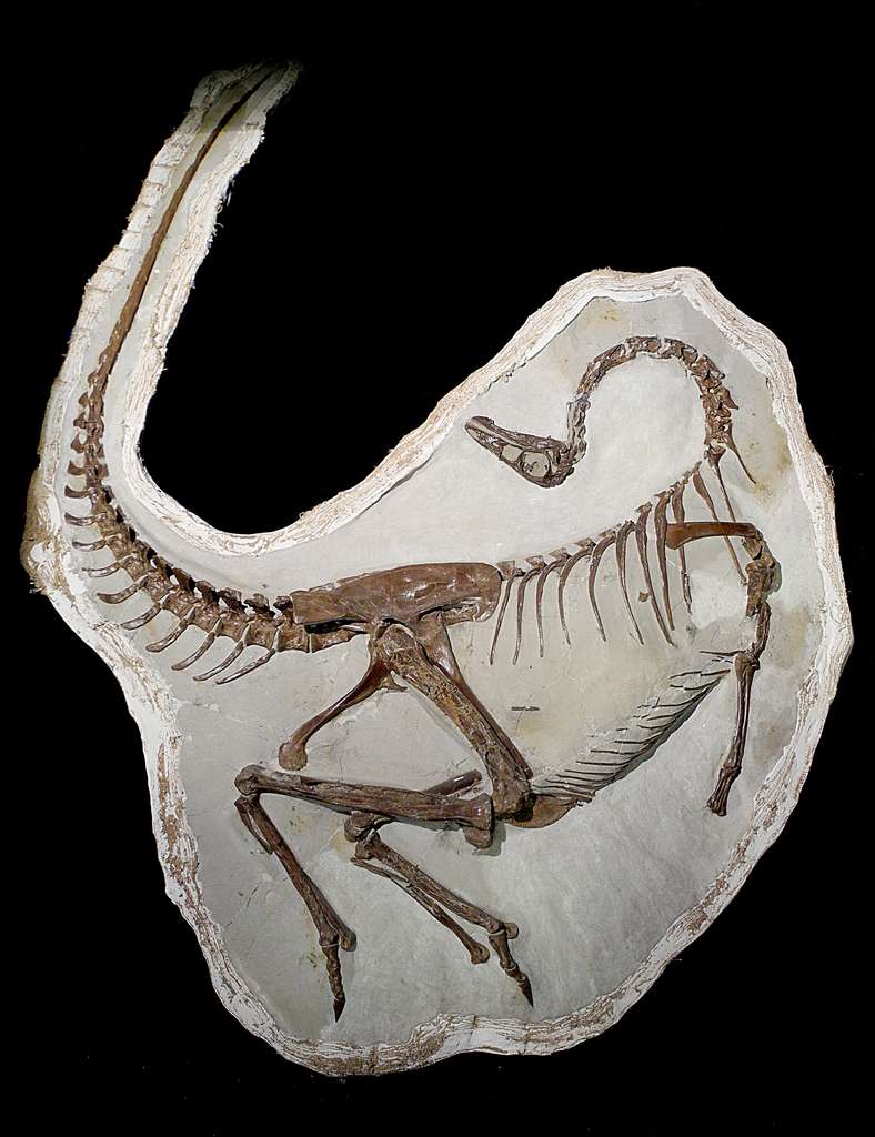 Squelette de l’Ornithomimus edmontonicus ayant conservé des traces de plumes sur ses cubitus. Les adultes de cette espèce pouvaient peser entre 100 et 150 kg. © Royal Tyrrell Museum