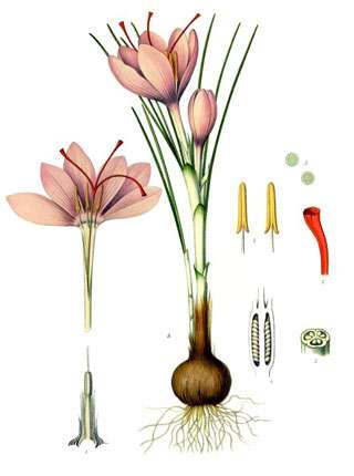 Morphologie du crocus sativus. Rouge : stigmates (extrémités du pistil). Jaune : étamines (organes mâles). Rose : corolle (ensemble des tépales). Beige : corme (organe de réserve). © domaine public