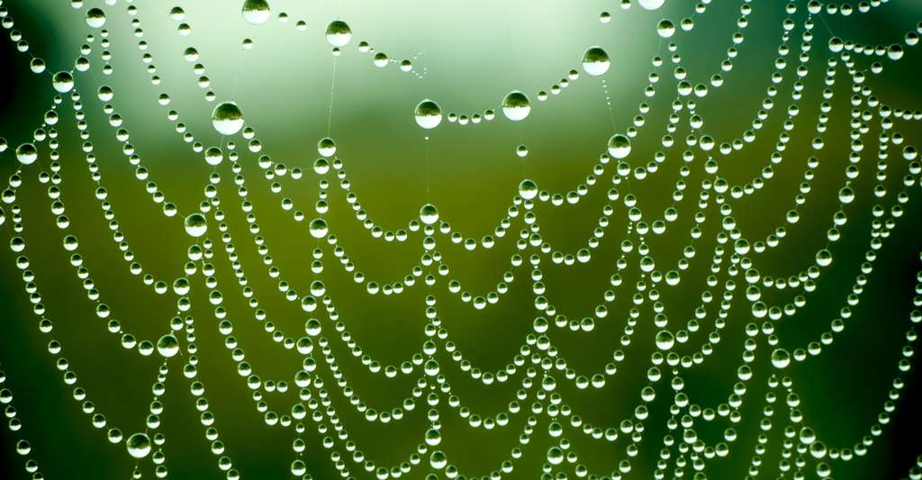 La soie des araignées peuvent servir pour réaliser des gilets pare-balles. © Dmytro Kosmenko, Shutterstock