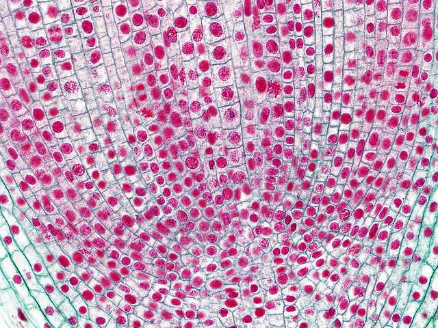  En biologie, les cellules (dont on voit pour chacune le noyau en rose) peuvent s'assembler pour former des organismes multicellulaires. © blueridgekitties, flickr, CC