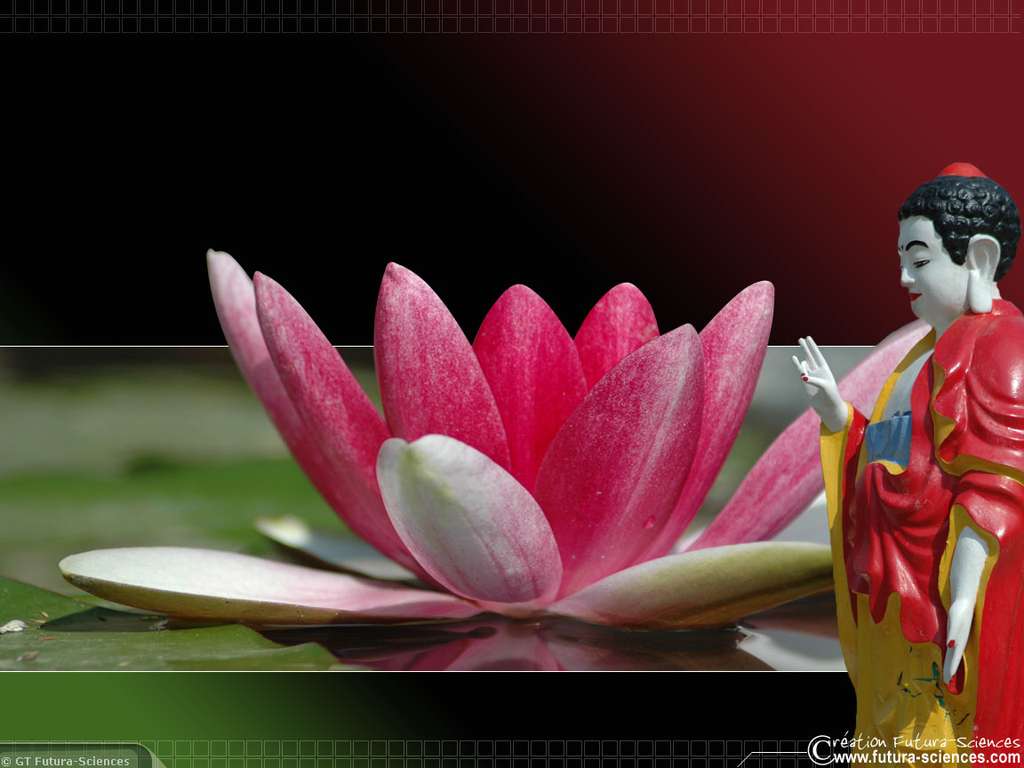 Fleur de Lotus Fleur de Lotus