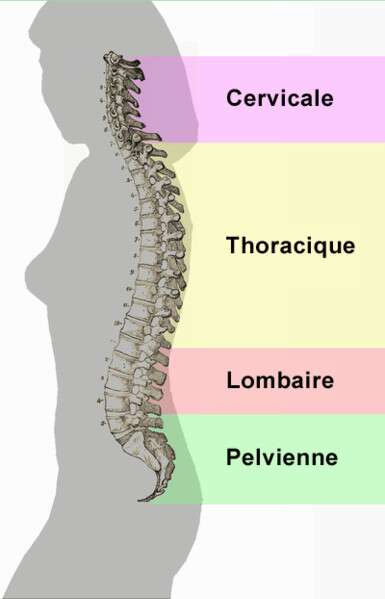 Les vertèbres sont les os qui constituent la colonne vertébrale. On compte 7 vertèbres cervicales, 12 thoraciques et 5 lombaires. Les vertèbres sacrées sont soudées et appartiennent à la zone pelvienne. © Wikimedia commons, DP