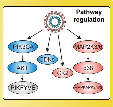 L'ensemble de voies de régulations détournées par le coronavirus. Quand modifiée, la voie PIK3CA est impliquée dans l'oncogenèse. Les CDKs régulent les étapes du cycle cellulaire. CK2 intervient sur les protéines du cytosquelette et la voie MAP2K3/6 est activée lors d'un stress cellulaire. © adapté de Bouhaddou et al. Cell 2020