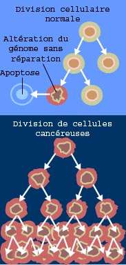 Les cellules cancéreuses diffèrent des cellules saines parce qu'elles se multiplient de manière incontrôlable. Il suffit de quelques mutations génétiques pour que la machinerie s'emballe. © NIH, Wikipédia, DP