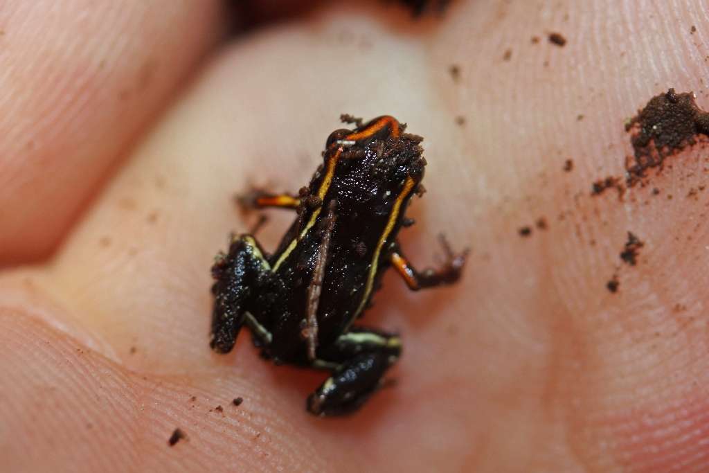 Eleutherodactylus iberia, grenouille des mers et des montagnes Eleutherodactylus iberia, grenouille des mers et des montagnes