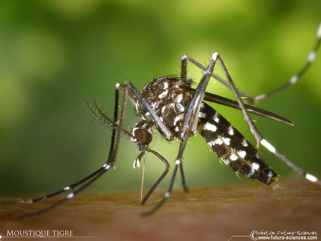 Moustique tigre aedes albopictus Moustique tigre aedes albopictus
