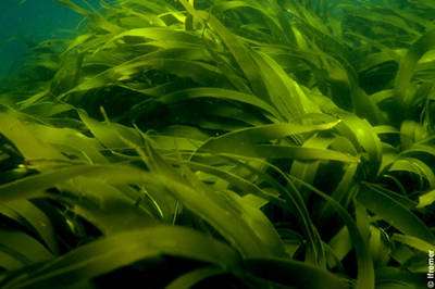 Les algues laminaires (Laminaria) se cultivent. © Ifremer, DR