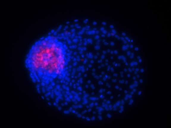 Un blastocyste. L'embryon se développe dans la partie très concentrée en cellules (rouge et bleu) tandis que la cavité (le blastocœle) va petit à petit être emplie par les cellules issues des nombreuses divisions. © OHSU