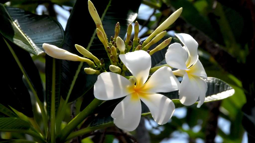 6 Arbustes à Fleurs Jaunes Pour Le Printemps Jardipartage