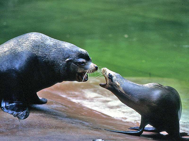 Definition Otarie De Californie Zalophus Californianus Futura Planete