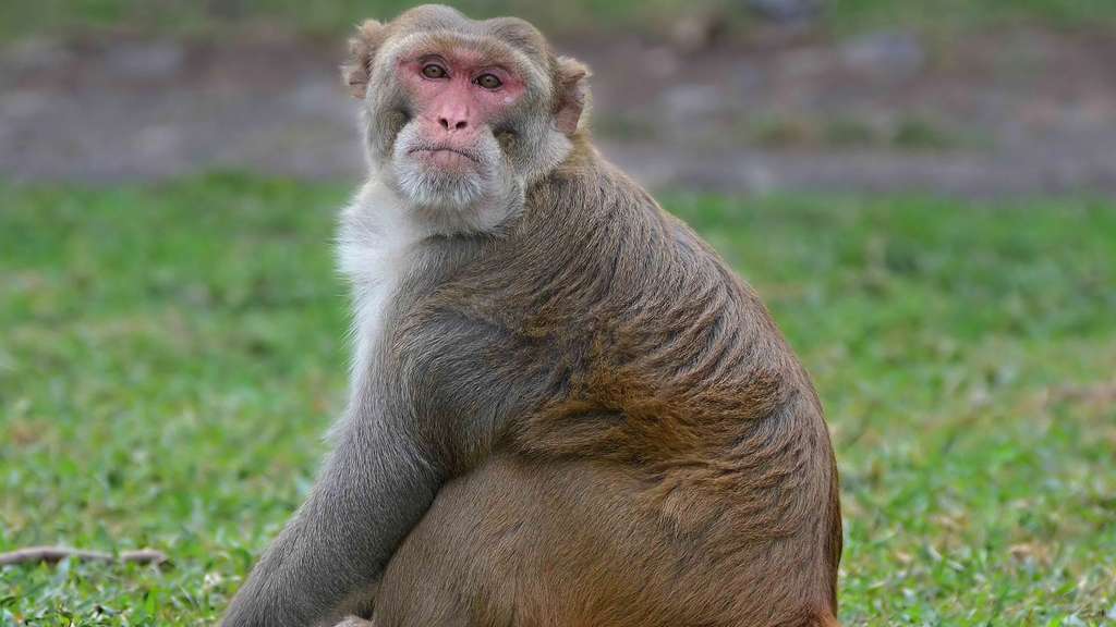 Le macaque rhésus Le macaque rhésus