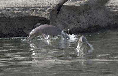 Le dauphin de l'Indus est doté d'un long rostre et mesure environ deux mètres de longueur. © Albert Reichert, Licence CC-BY