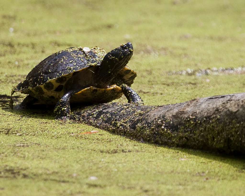 Habitat type de la tortue de Floride. © Flickr, gr8dnes, cc by nd 2.0