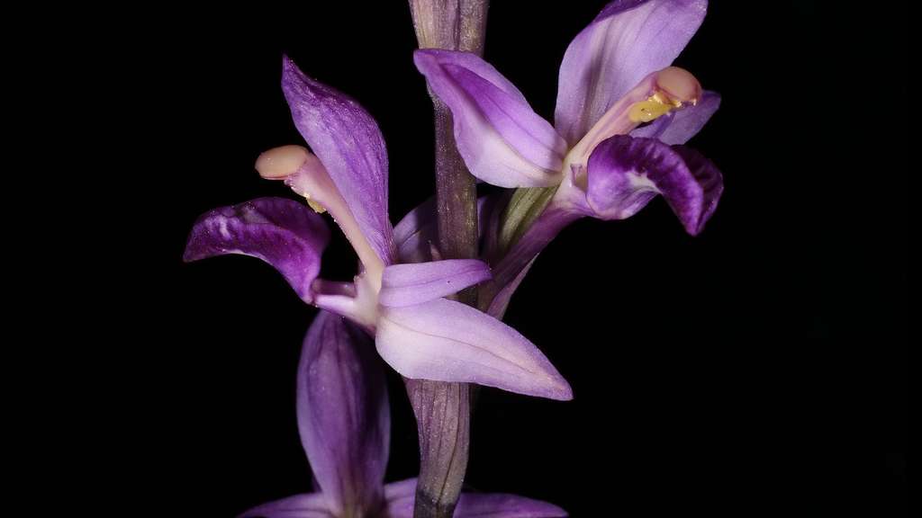 Limodorum, une orchidée en symbiose avec un champignon Limodorum, une orchidée en symbiose avec un champignon