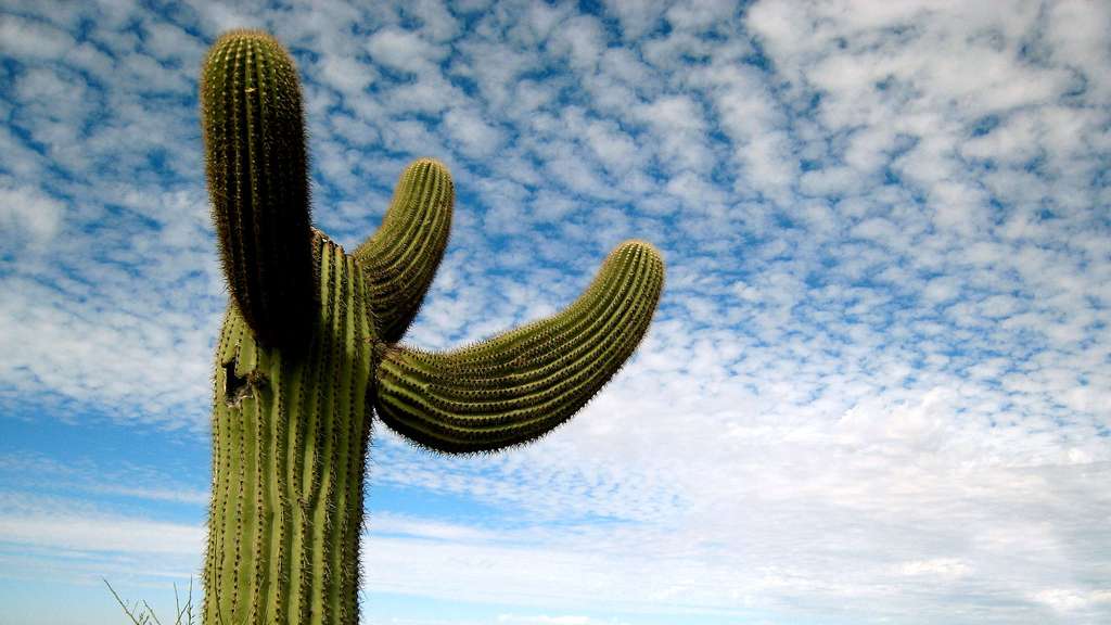 Le parc national de Saguaro et ses célèbres cactus Le parc national de Saguaro et ses célèbres cactus