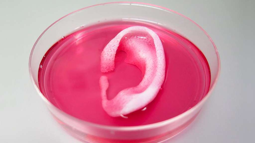 À base d’hydrogel gluant compatible avec des cellules vivantes et intégrant des petits canaux, cette oreille imprimée en 3D pourrait se greffer au corps humain. © Wake Forest Institute for Regenerative Medicine