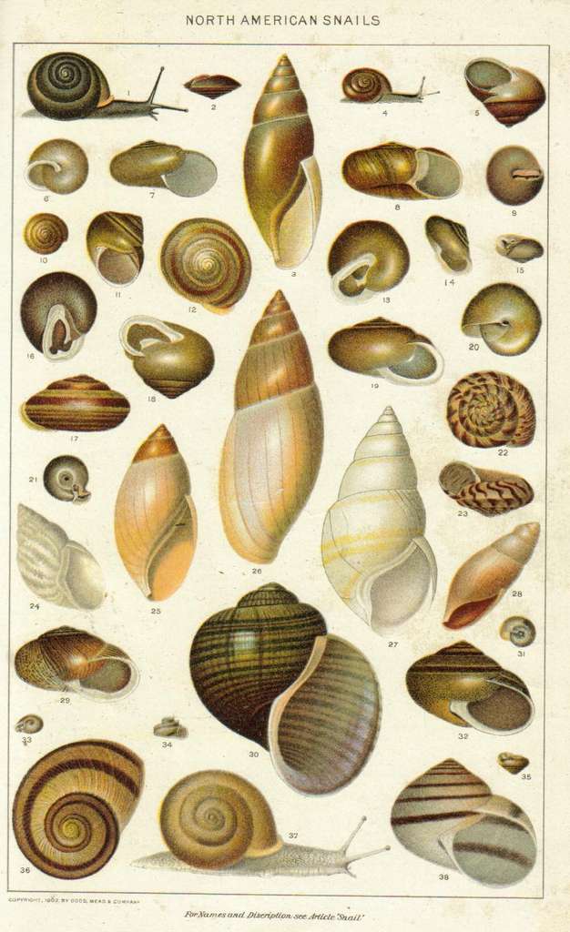 La diversité des formes de coquilles asymétriques des escargots. © Dodd, Mead and Company, Wikimedia Commons, domaine public