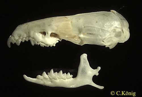 Crocidura russula, squelette de la tête. © Toute reproduction et utilisation interdites