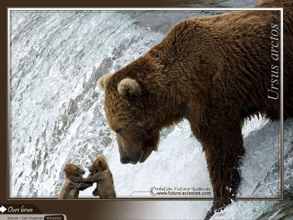 Ours brun Ours brun