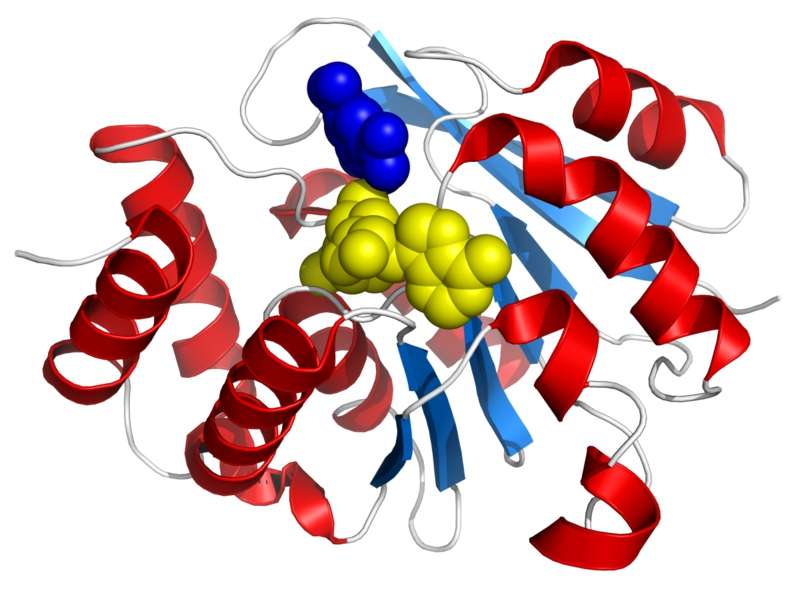 Le gène Comt code pour une enzyme appelée catéchol-O-méthyltransférase (ici à l’image). Celle-ci joue un rôle dans la dégradation des molécules de la famille des catécholamines, dont la dopamine. © Fvasconcellos, Wikipédia, DP