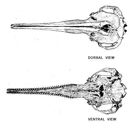 Crâne du dauphin de Chine. Crédit Marine Mammals of the World.
