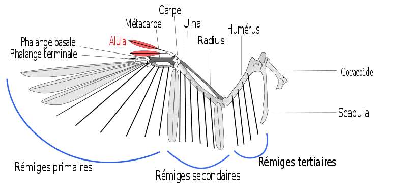 règne animal > oiseaux > oiseau > aile image - Dictionnaire Visuel