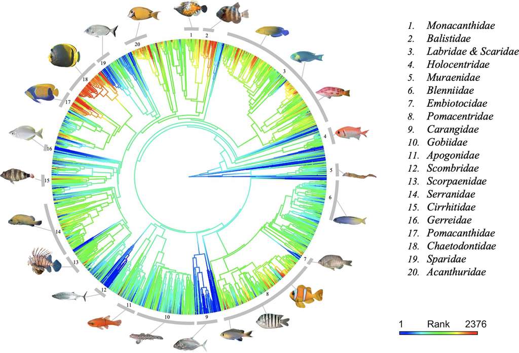 42f383e7c3 50190407 arbre phylogenetique poissons recif