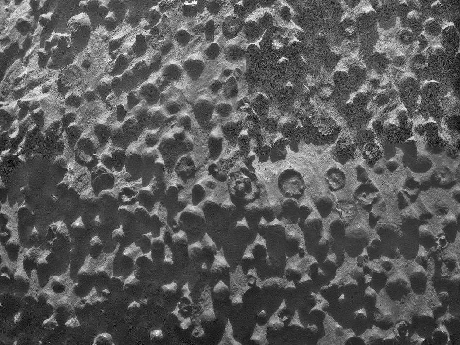 La dernière découverte d'Opportunity : un affleurement de petites sphères d'environ 3 mm, dont certaines semblent ouvertes. Leur composition serait différente de celle des sphérules découvertes en 2004, riches en oxyde de fer et formées par l'action de l'eau sur des roches sédimentaires. © Nasa, JPL-Caltech, Cornell University, USGS, Modesto Junior College
