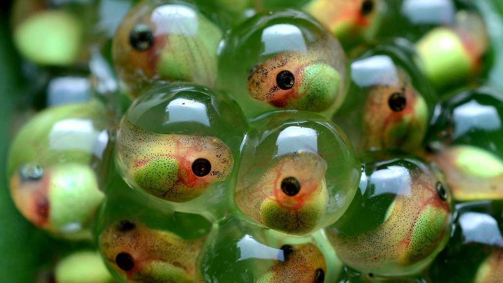 Têtards de rainettes aux yeux rouges dans leurs œufs Têtards de rainettes aux yeux rouges dans leurs œufs
