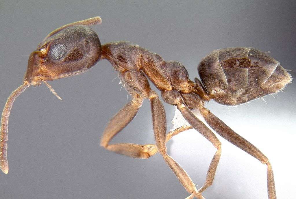 La fourmi d'Argentine (Linepithema humile) peut mesurer jusqu'à 4,9 mm de long. C'est l'espèce invasive la plus répandue dans le monde. En France, elle a été aperçue pour la première fois en 1906 dans les Alpes-Maritimes. Aujourd’hui, on la trouve dans tout le pourtour méditerranéen de France. © Alex Wild, AntWeb.org, cc by sa 3.0